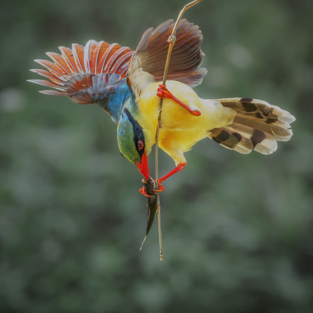 Colorful Kingfisher Catch by Taksing (吉星高照) — canvas wall art