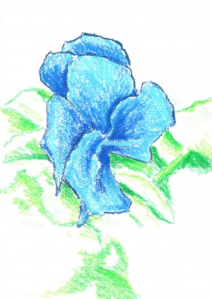 Bright Blue Flower Drawing by Kulik — canvas wall art