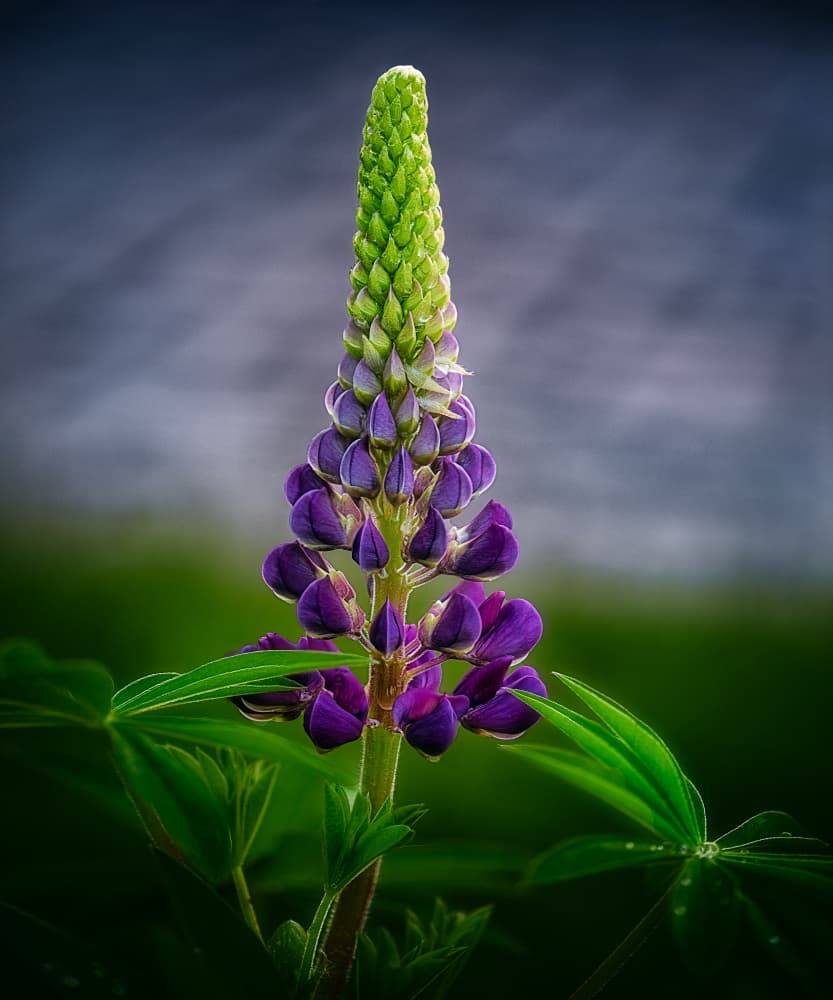 Vibrant Purple Lupine by Ben.C.L — canvas wall art