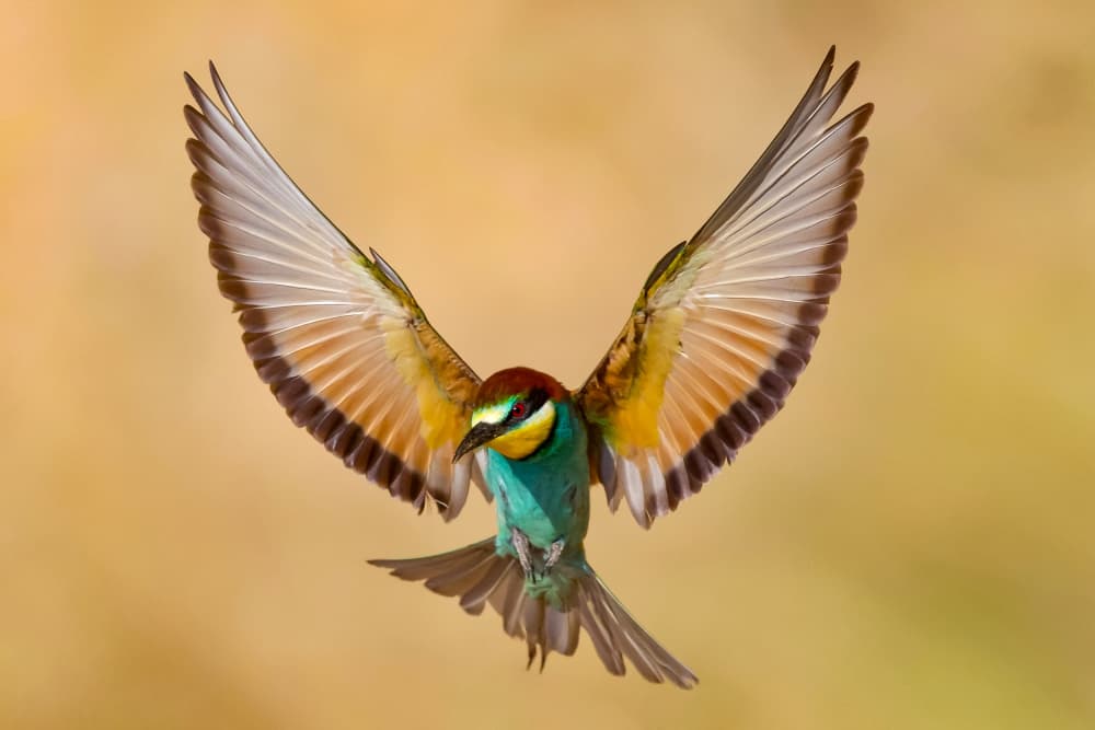 Bee-eater by David Manusevich — canvas wall art