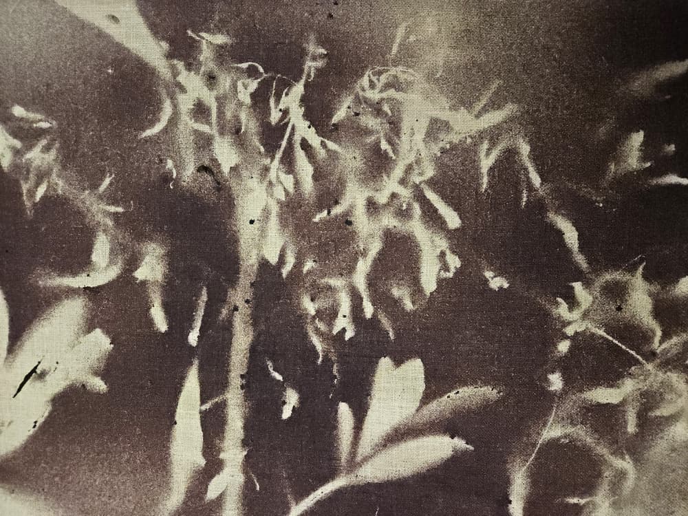 Vintage Botanical Silhouettes by Stefano Mazzolini — canvas wall art