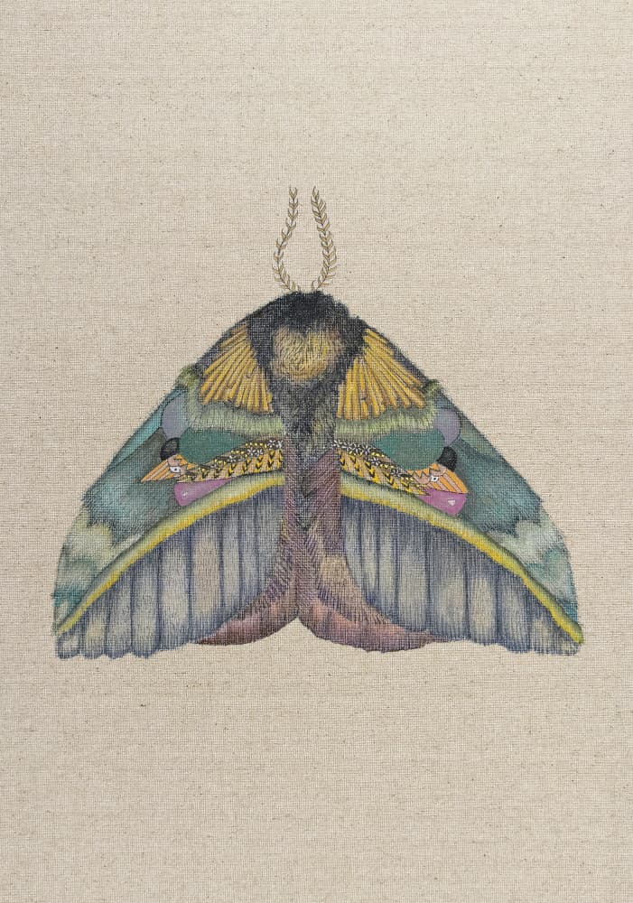 Intricate Moth on Fabric by ZAM.ROD — canvas wall art