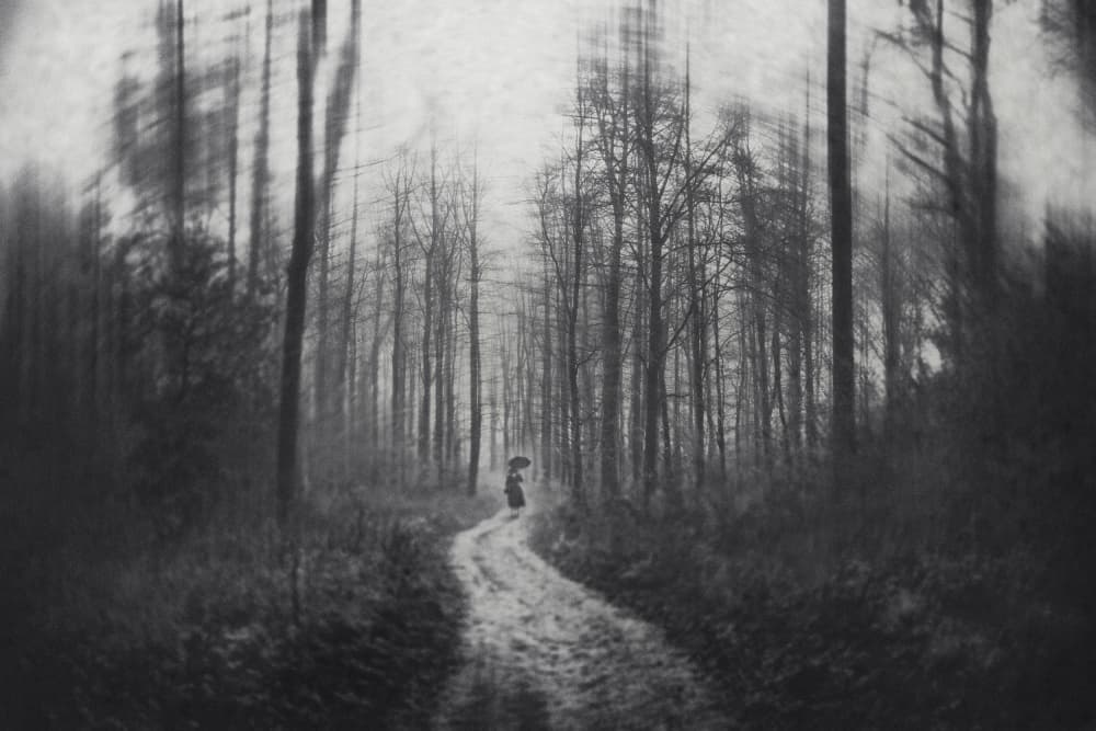 Misty Forest Wanderer by Adam Dauria ☂ — canvas wall art