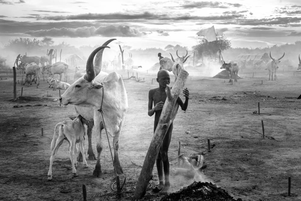Cattle Camp Morning Haze by Svetlin Yosifov — canvas wall art
