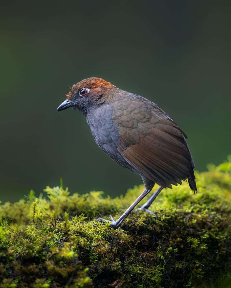 Forest Bird on Moss by Siyu_Wei APA — canvas wall art