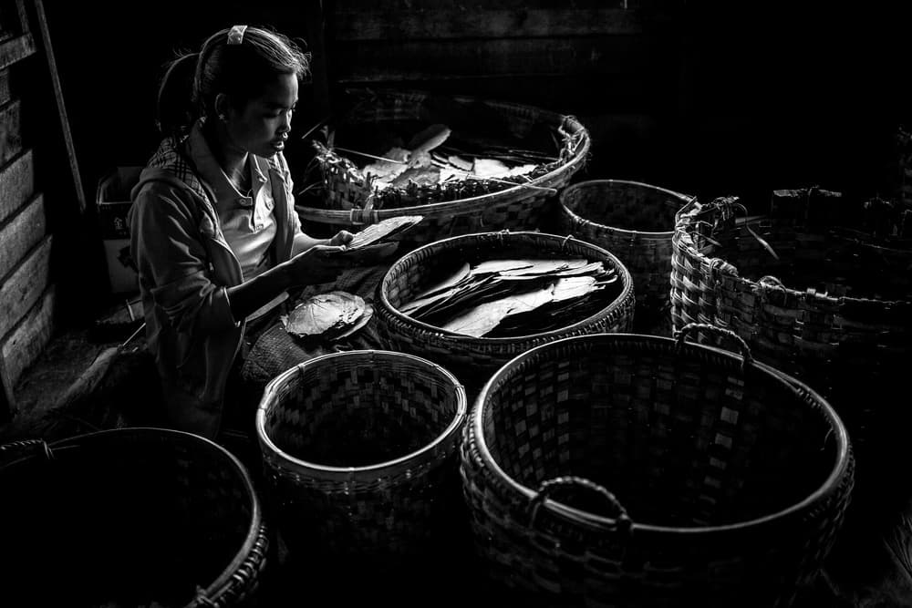Woman Preparing Leaves by Marco Tagliarino — canvas wall art