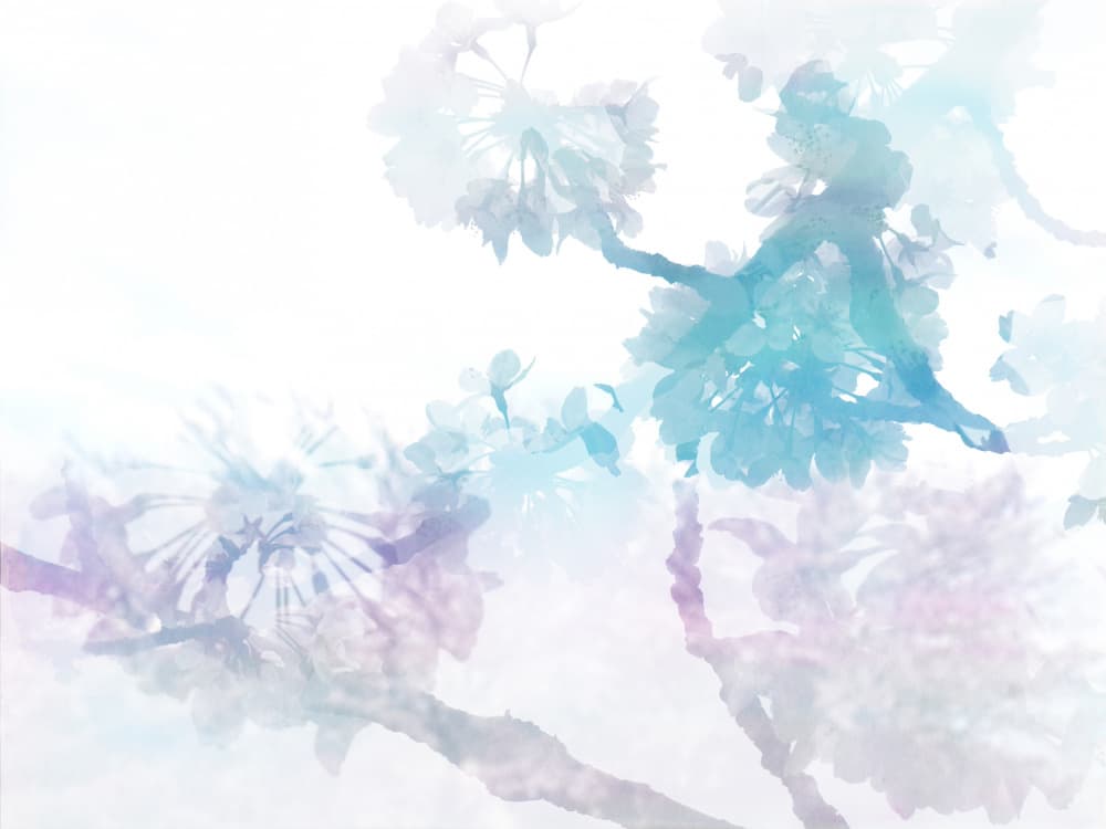 Dreamy Cherry Blossoms by Danushka Abeygoda — canvas wall art