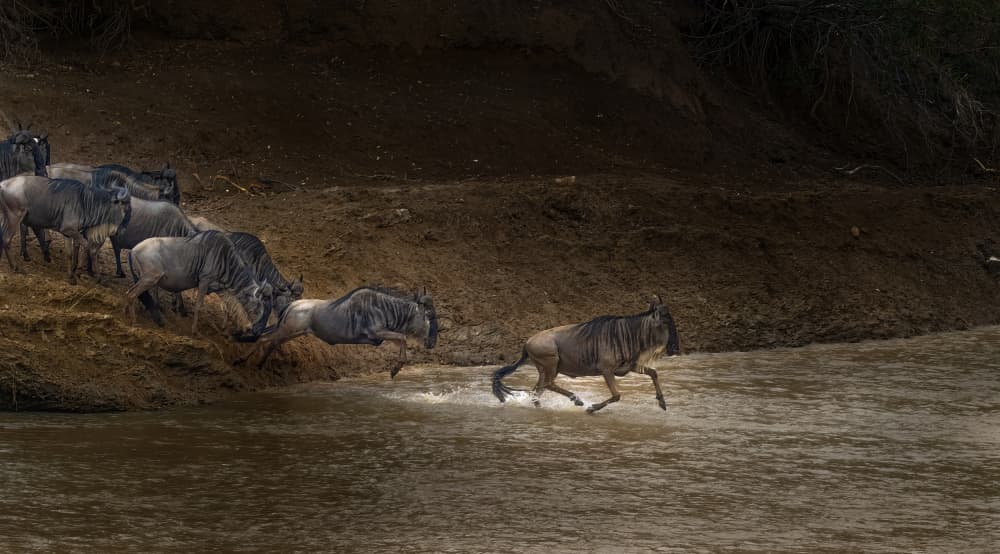 Wildebeest River Crossing by Judy Tseng — canvas wall art