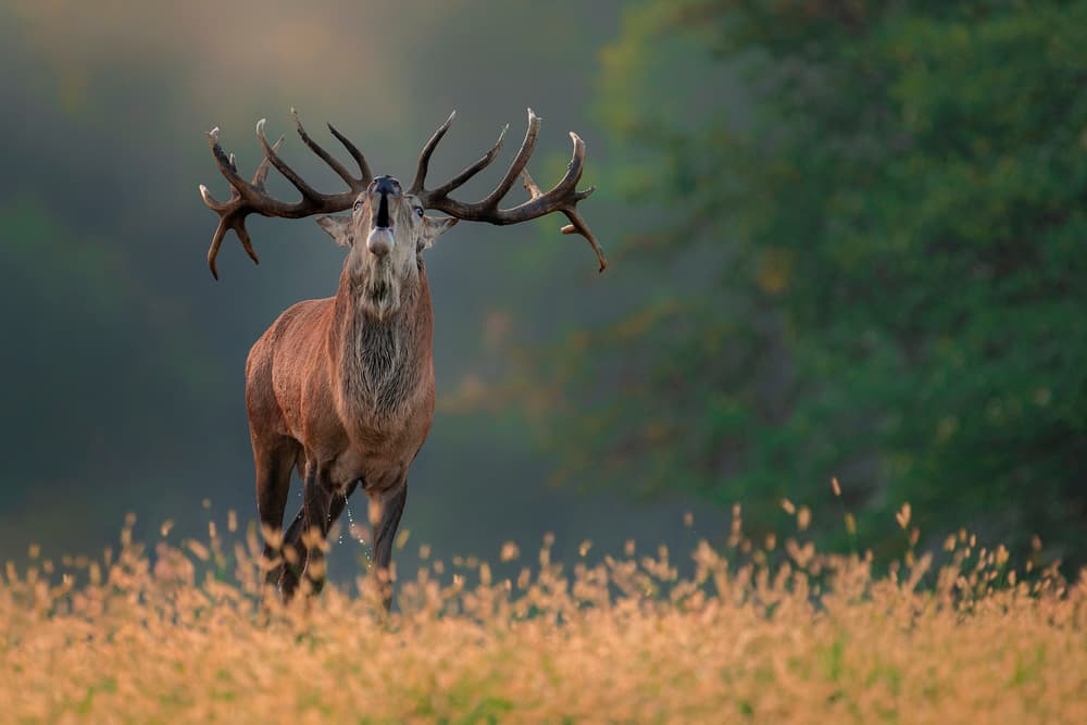 Majestic Red Deer Roar by Jure Kravanja — canvas wall art