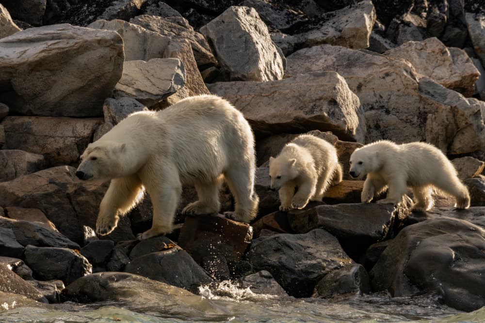 Wild Polar Bear Family by Shobhit Chawla — canvas wall art