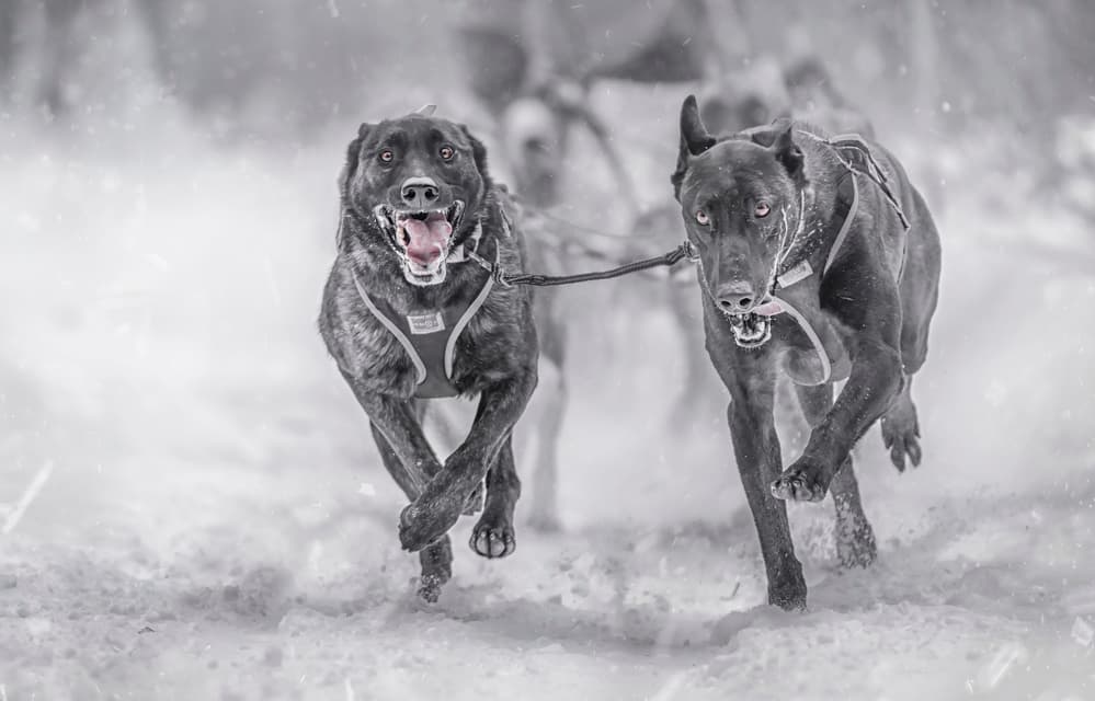 Sled Dogs Charging Snow by Larry Deng APA — canvas wall art