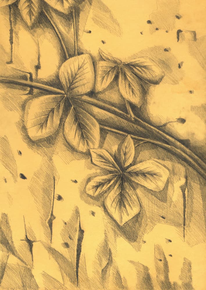 Sepia Botanical Drawing by Kulik — canvas wall art