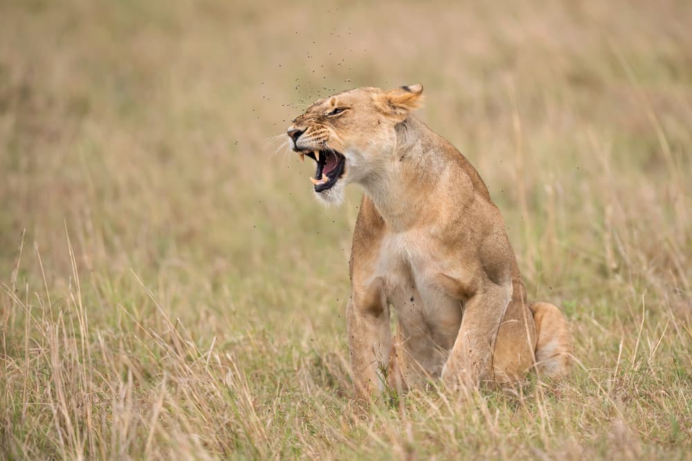 Fierce Lioness Roar by Marco Pozzi — canvas wall art