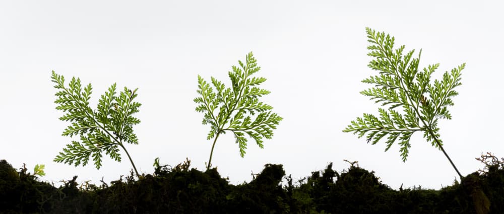 Fern Detail by Stefan Hefele — canvas wall art
