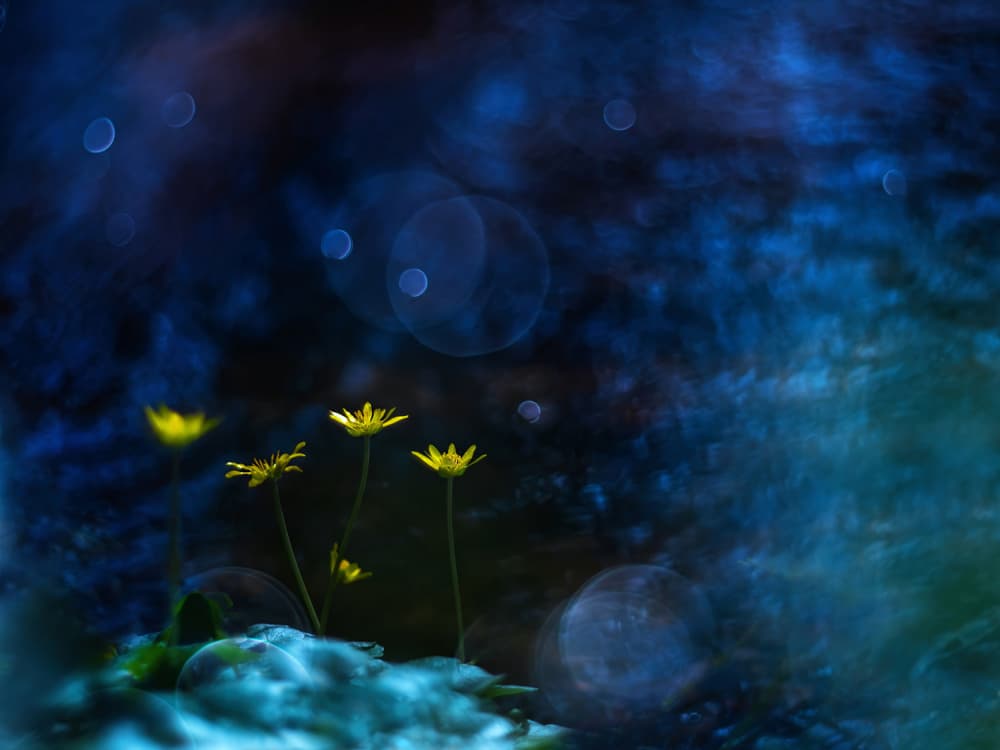 Dreamy Night Flowers by Ria Groot Zevert — canvas wall art