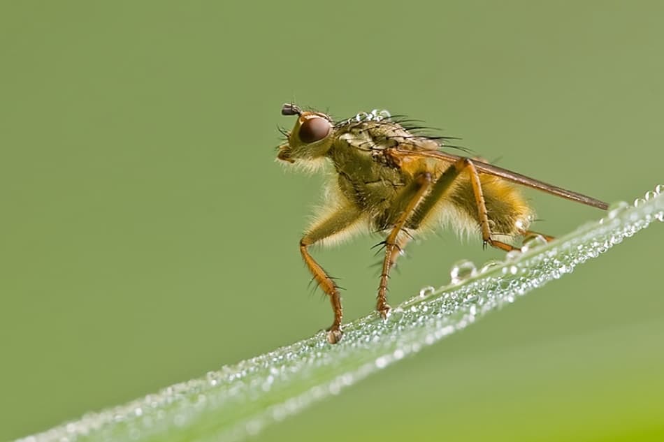 Fuzzy Fly Morning Dew by Hilde Ghesquiere — canvas wall art