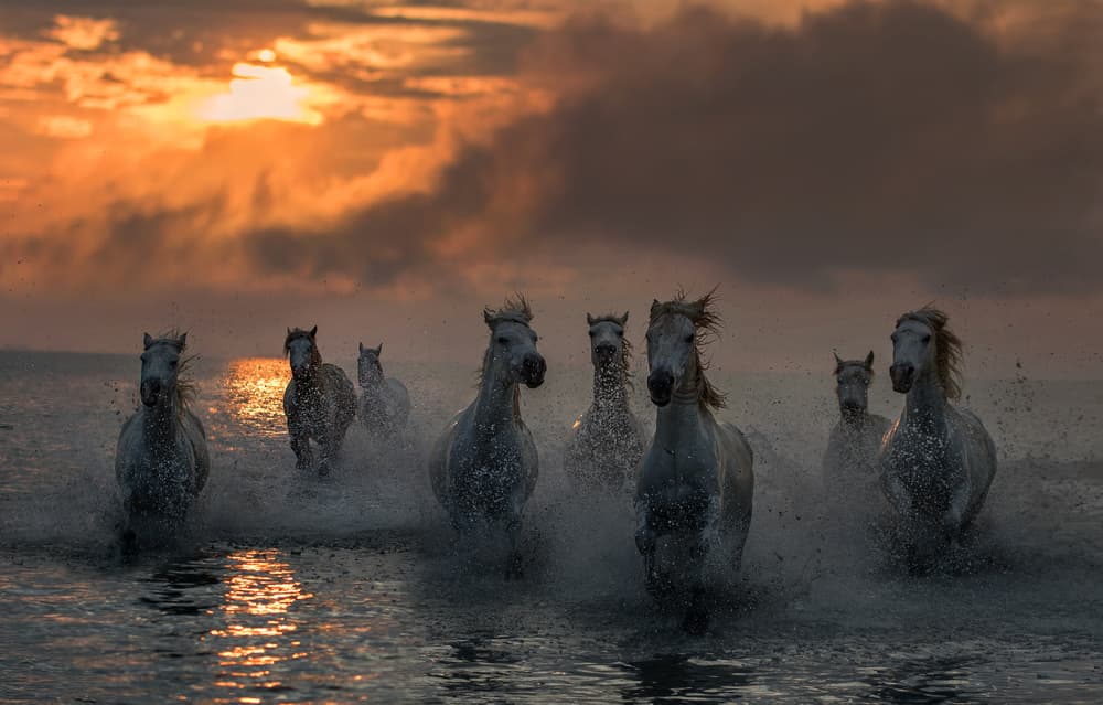 Wild Horses Golden Sunset by Xavier Ortega — canvas wall art