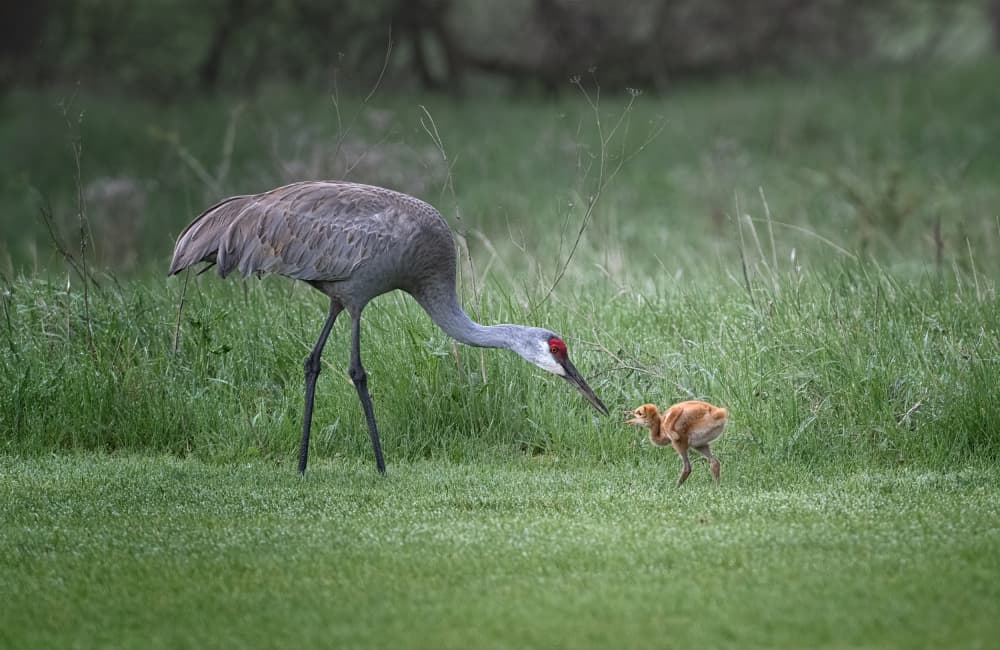 Caring Crane and Chick by Larry Deng APA — canvas wall art