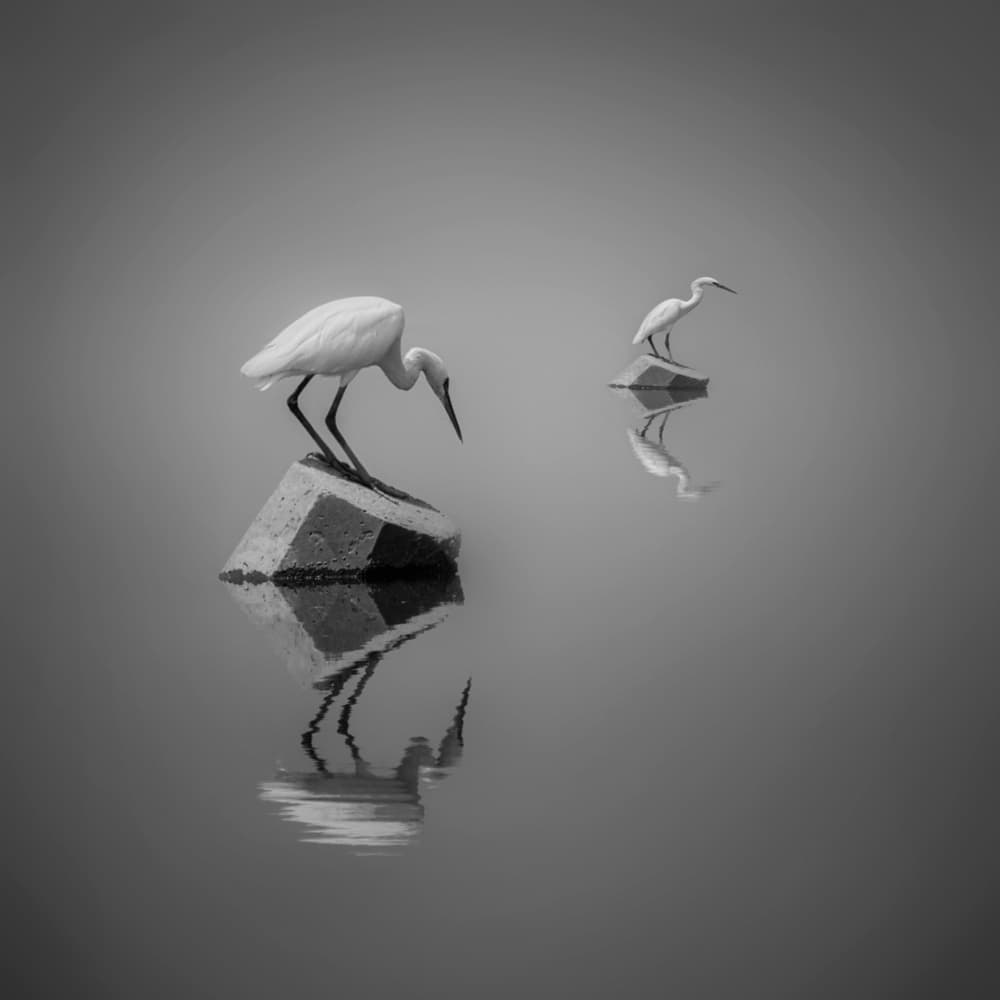 Graceful Egret Reflections by Ahmed Thabet — canvas wall art