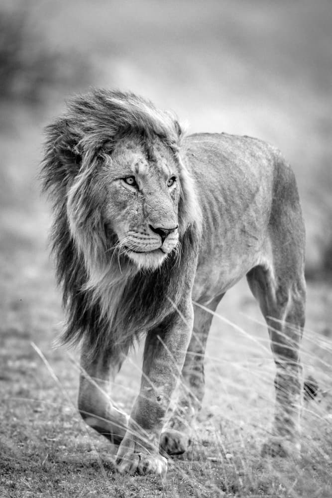 Majestic Lion Stride by Jeffrey C. Sink — canvas wall art