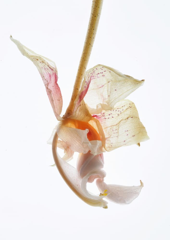 Petal Symphony by Shot by Clint — canvas wall art