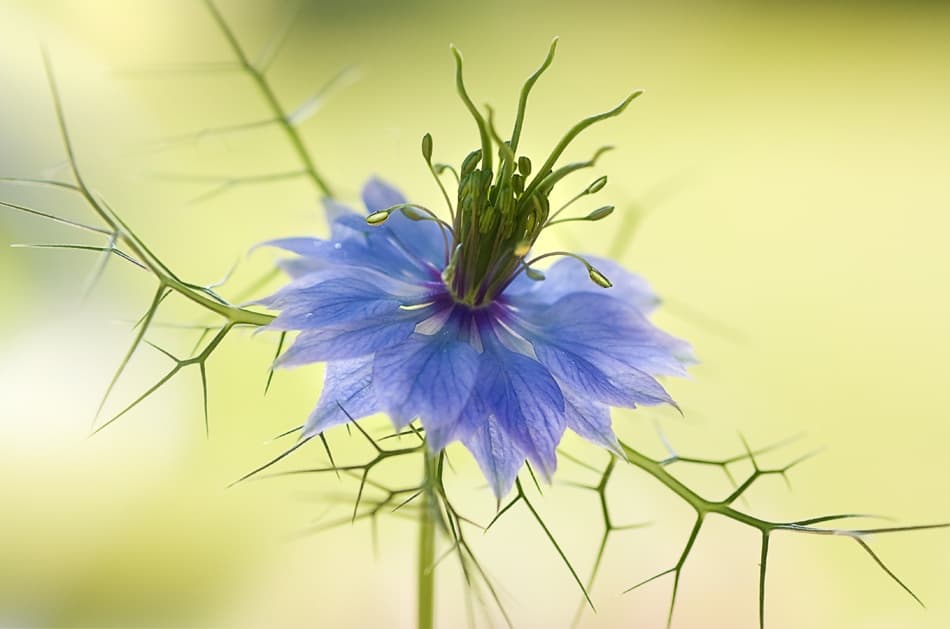 Nigella by Mandy Disher — canvas wall art