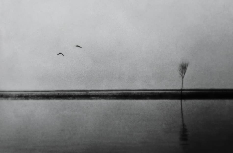 Tranquil Water Birds Reed by Christoph Hessel — canvas wall art