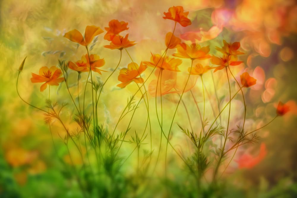 Golden Poppy Garden by Hilda van der Lee — canvas wall art