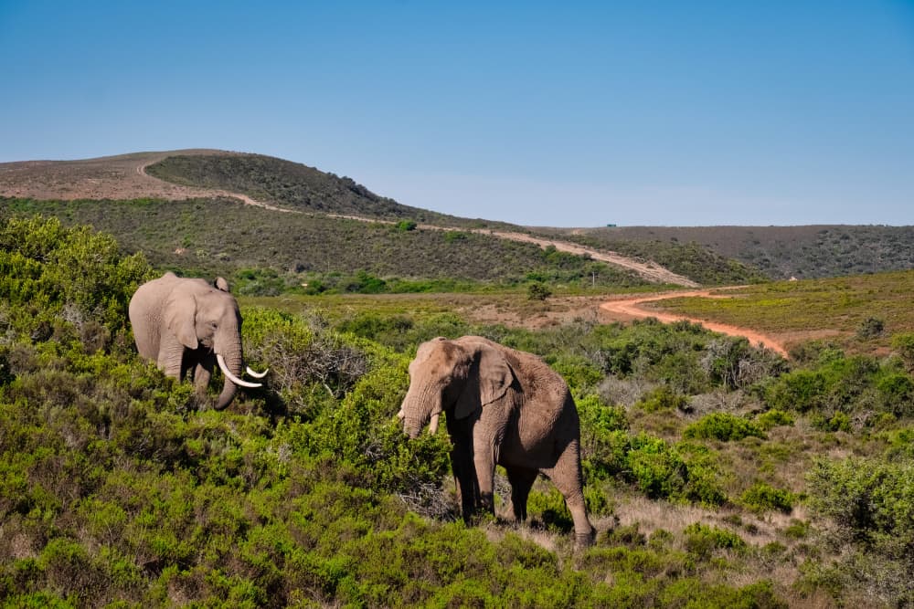 African Safari Elephants by Dan Edwards — canvas wall art