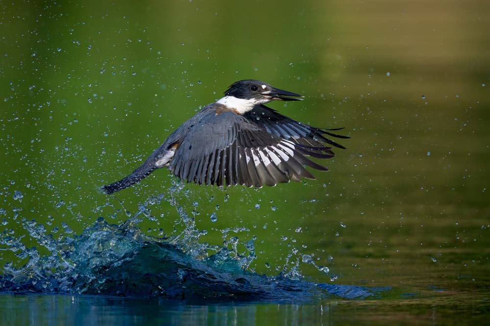Kingfisher Fishing Leap by Johnny Chen — canvas wall art