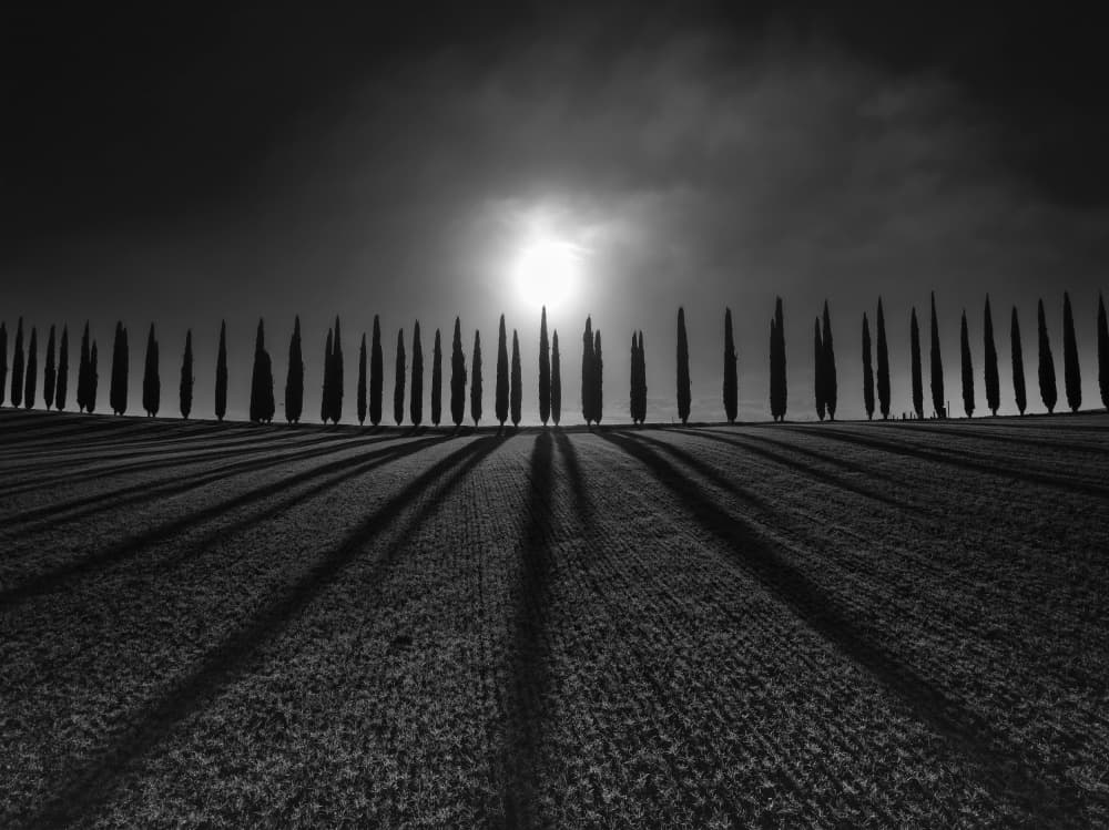 Dramatic Cypress Shadows by Jure Kravanja — canvas wall art