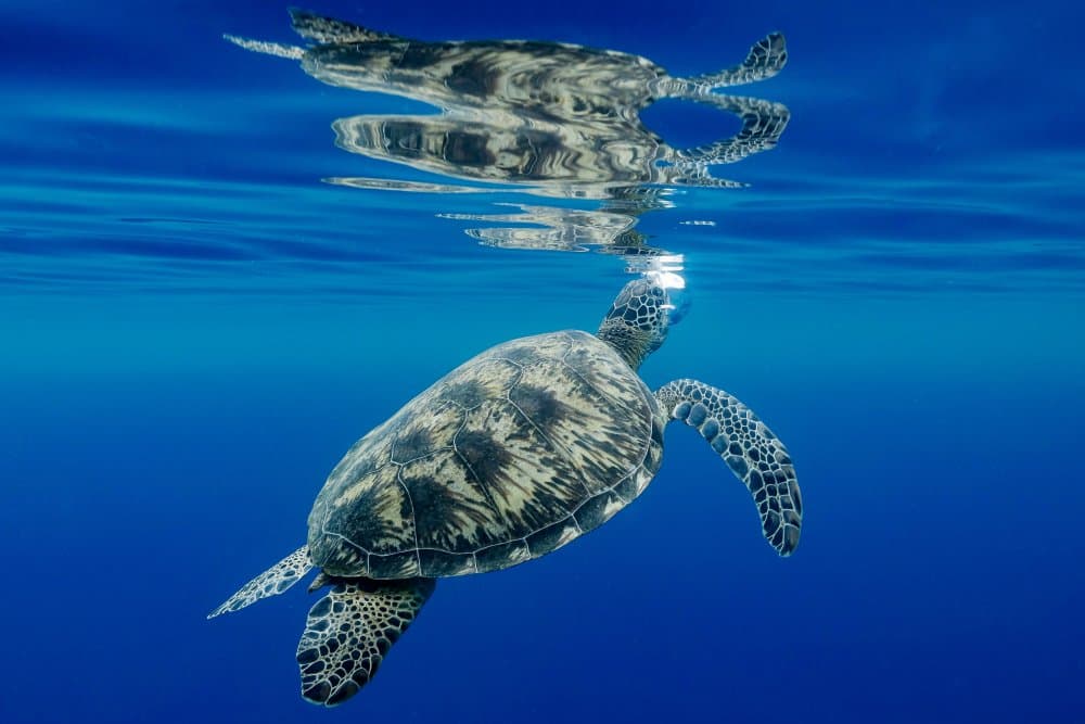 Deep Blue Turtle Reflection by Serge Melesan — canvas wall art
