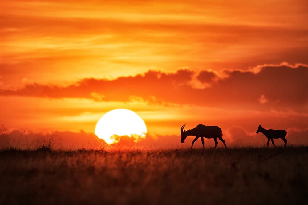 African Sunset Antelopes by Siyu_Wei APA — canvas wall art