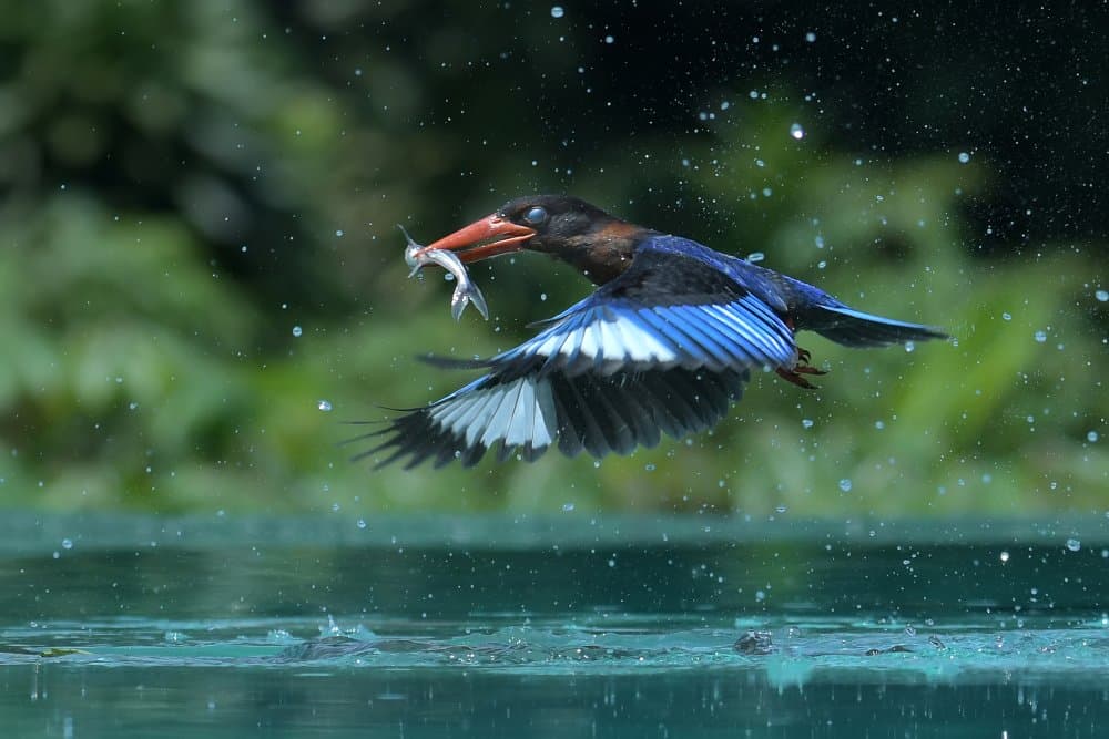 Blue Kingfisher Fishing by Ajar Setiadi — canvas wall art