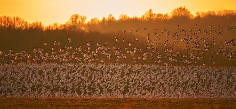 Birds at Golden Hour by David Hua — canvas wall art