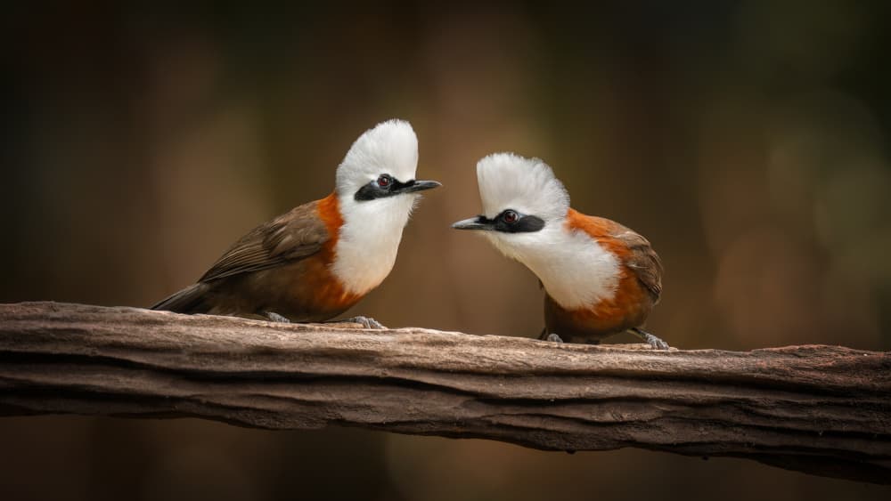 White-crested Laughingthrush Pair by tianhuayu — canvas wall art