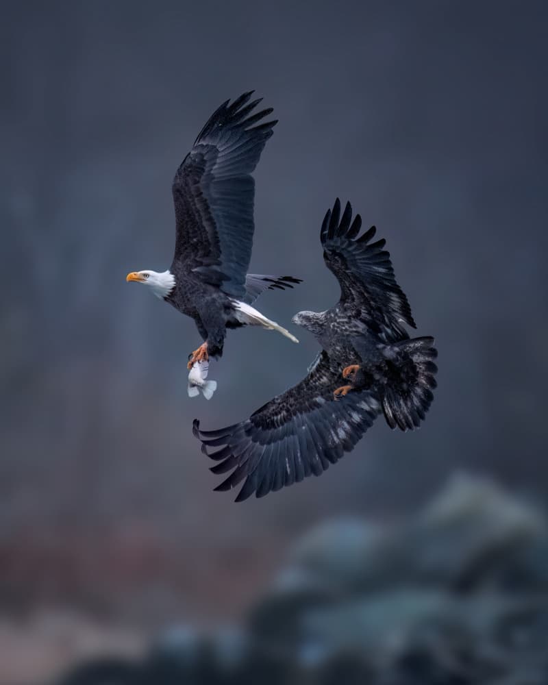 Dynamic Eagle Chase by Hanping Xiao — canvas wall art