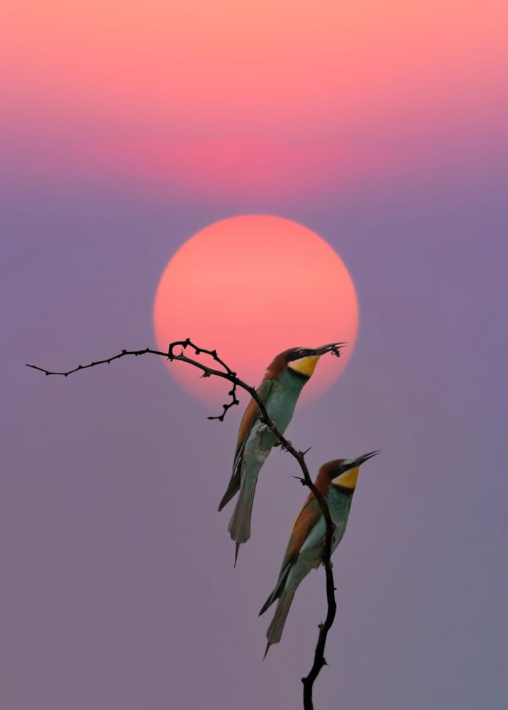 Vibrant Sunset Bee-eaters by אייל בר אור • Eyal Bar Or — canvas wall art