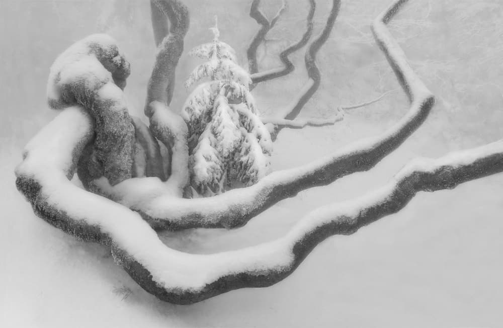 Serene Snowy Branches by Peter Svoboda MQEP — canvas wall art