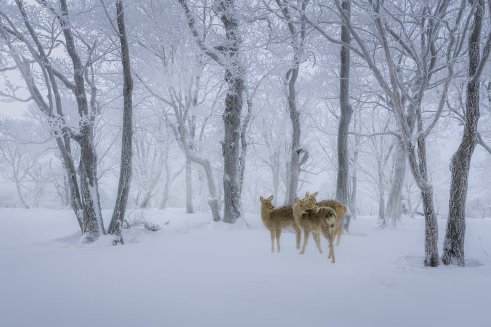 Deer in Snowy Forest by Irene Wu — canvas wall art