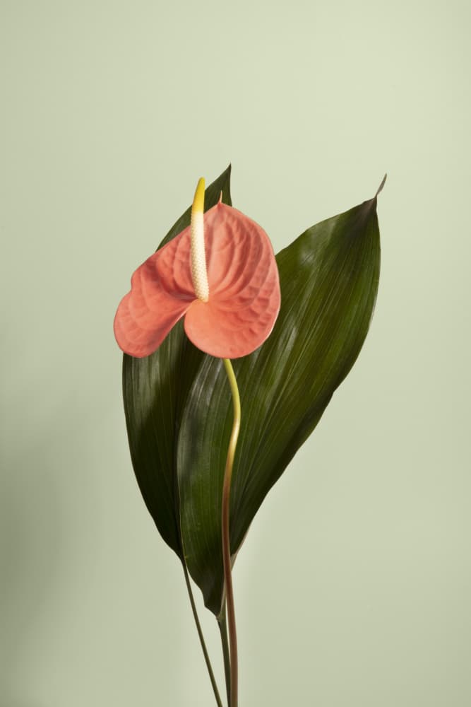 Pink Anthurium Bloom by Julia Ramiro — canvas wall art