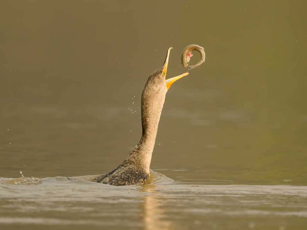 Cormorant's Golden Catch by Moses Wang — canvas wall art