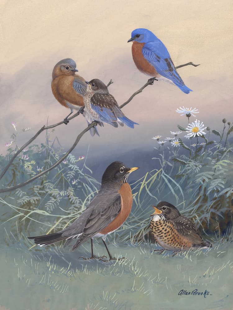 Bluebird, Robin By Allan Brooks by Allan Brooks — canvas wall art
