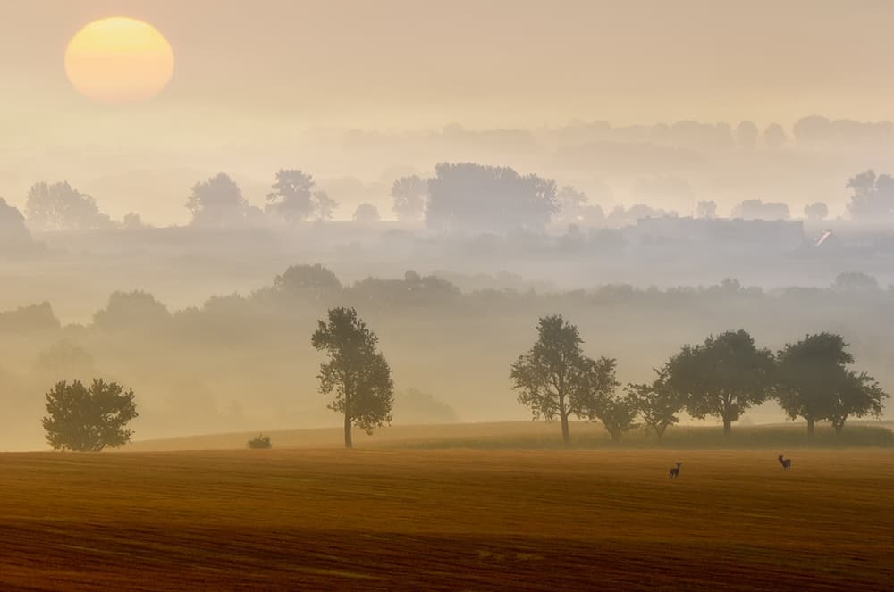 Deer in Golden Morning Mist by Piotr Krol (Bax) — canvas wall art