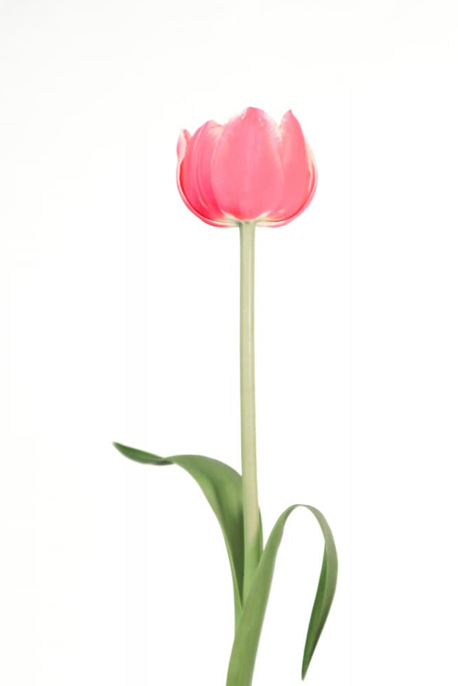 Pink tulip by Rosana Laiz Blursbyai — canvas wall art