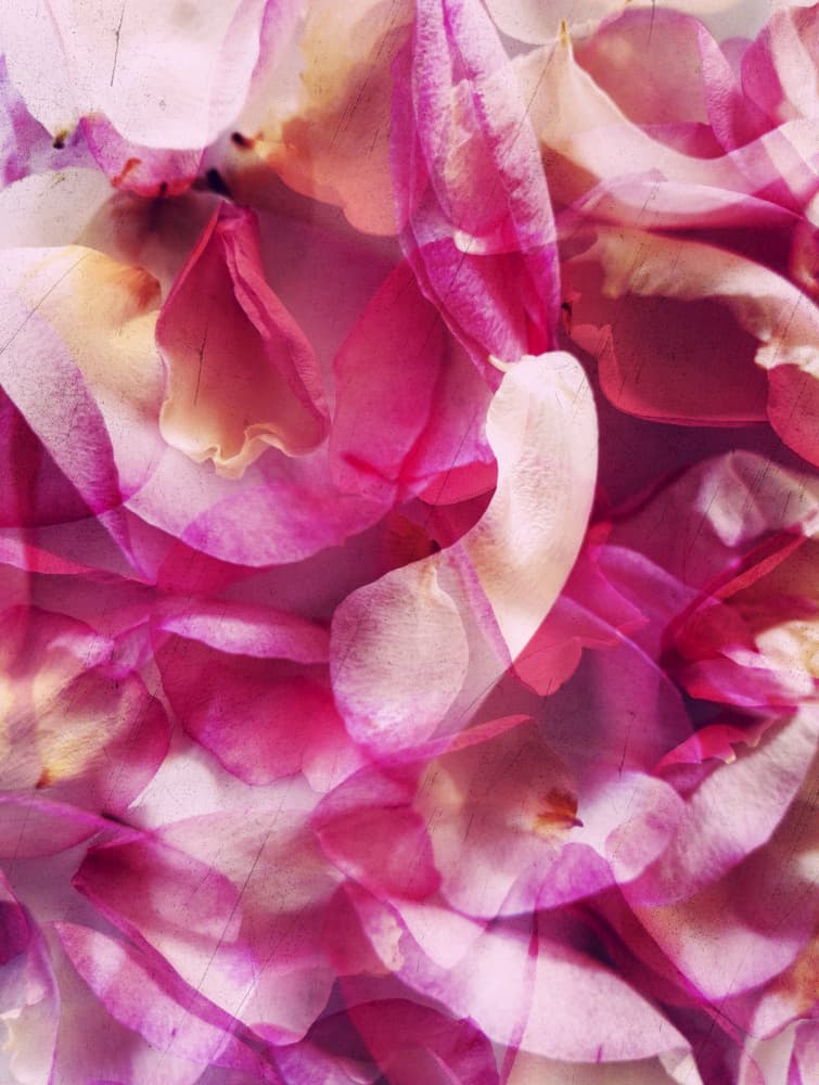 Dreamy Pink Petals by Angelo Cerantola — canvas wall art
