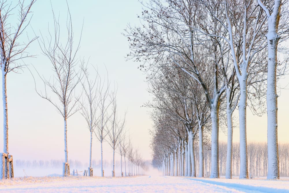 Snowy Winter Tree Alley by Hilda van der Lee — canvas wall art