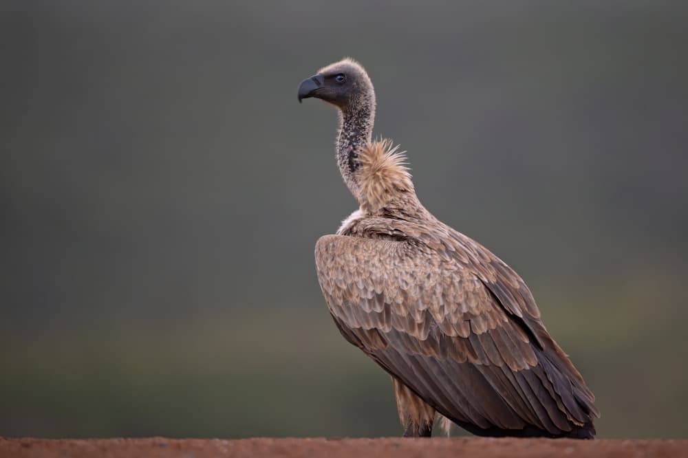 Dignified Vulture by Marco Pozzi — canvas wall art
