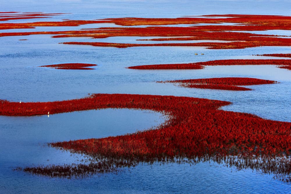 Red Wetland Patterns by Shin Woo Ryu — canvas wall art