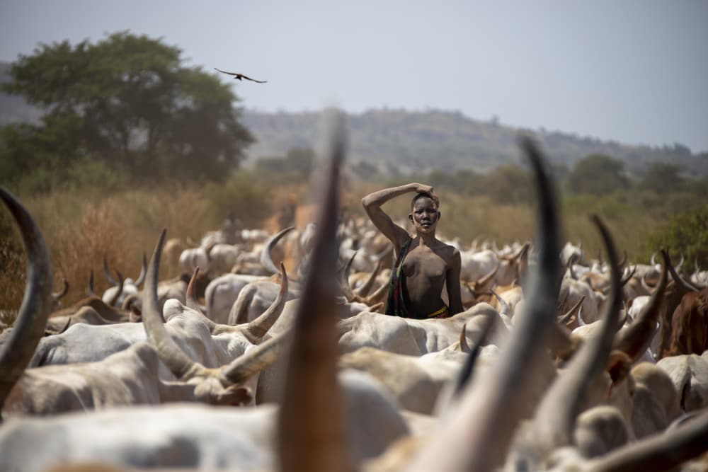 African Herder and Cattle by Svetlin Yosifov — canvas wall art